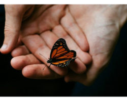 Hiệu ứng cánh bướm: Đổi đời từ những hành động không liên quan tưởng chừng là nhỏ nhất.